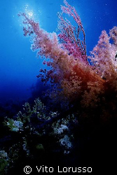 Corals - Dendronephthya Sp. by Vito Lorusso 